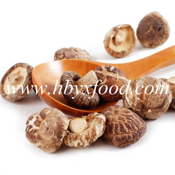 Thick Tea Flower Shiitake Mushroom From China